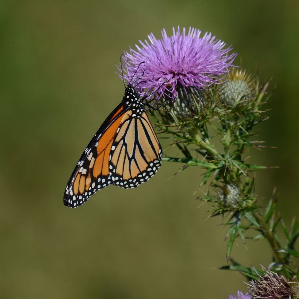 Meet Thistle Threads!